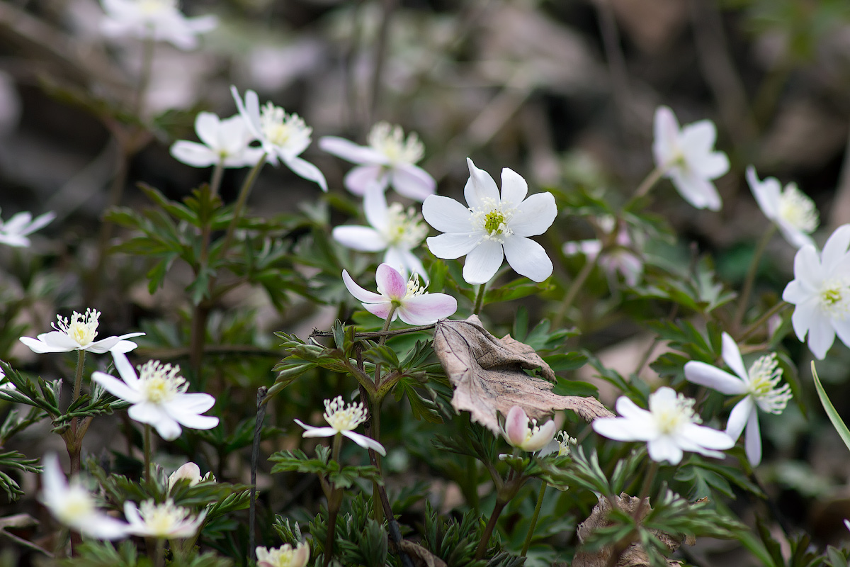 Ветровочник амурский