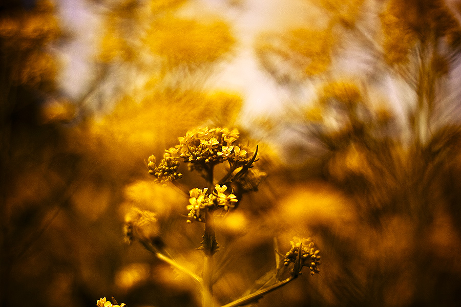 Золотистая фантазия