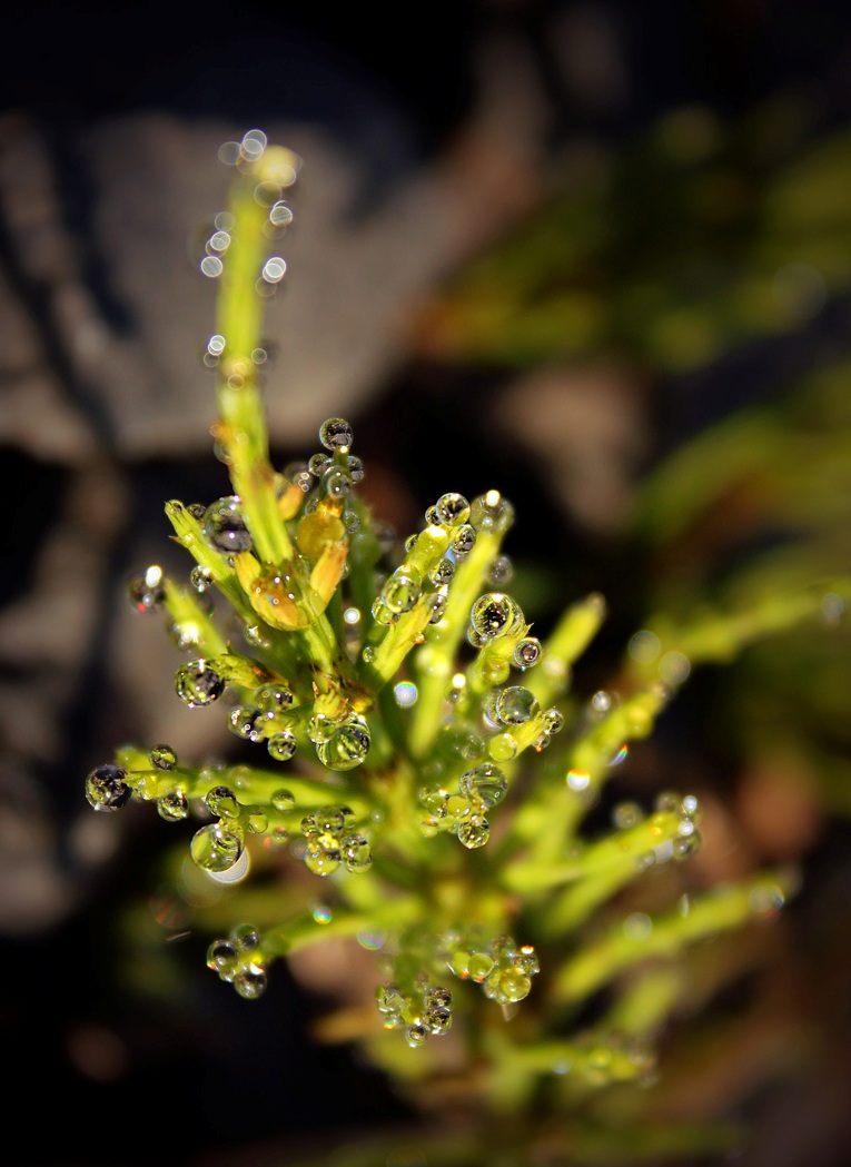 Живая Новогодняя