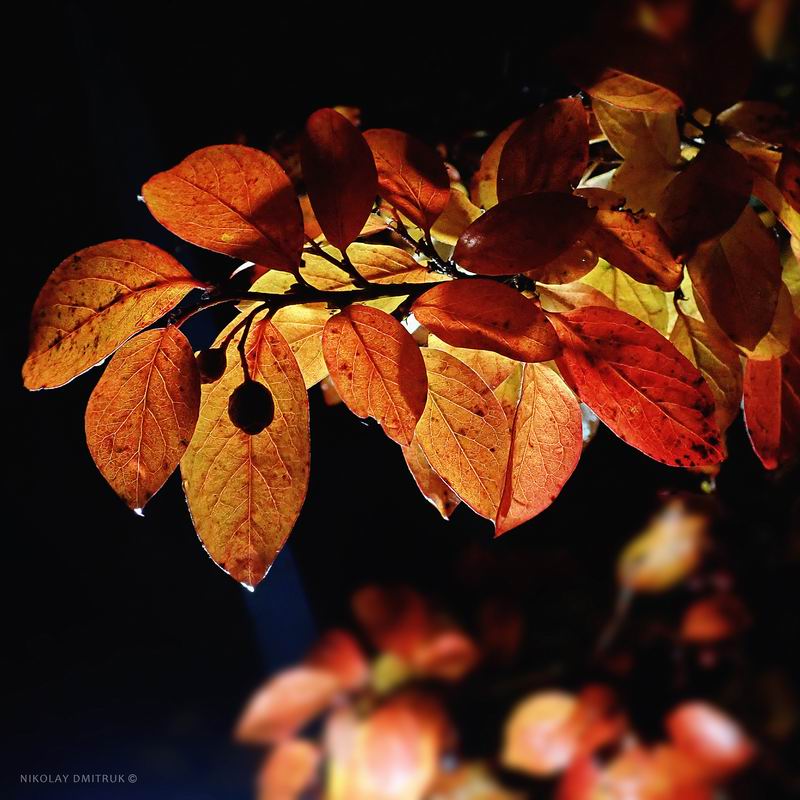 ночь ботаника. 2019