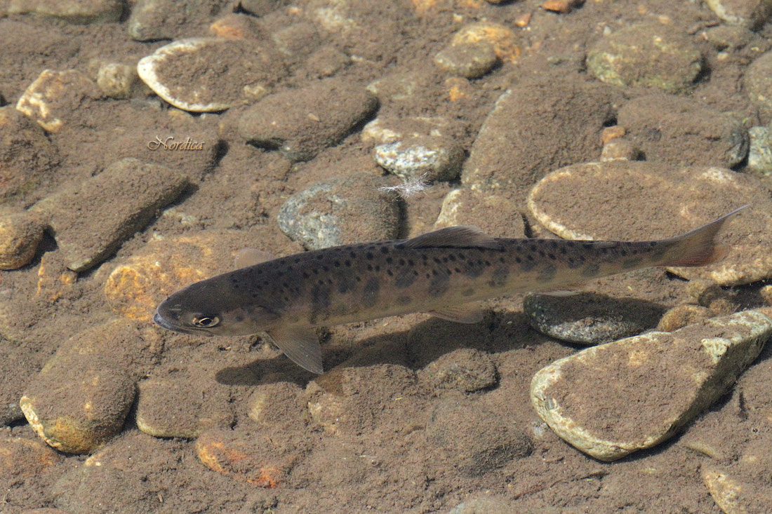 Рыбка... золотая