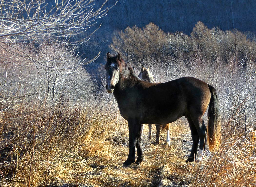 Морозное ноябрьское утро