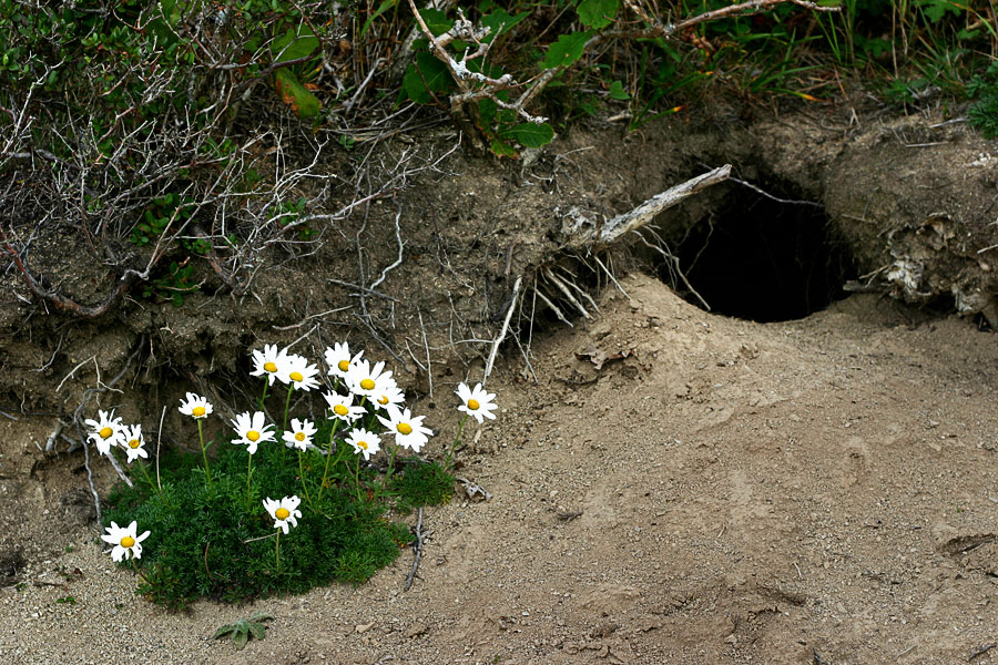 Здесь живёт барсук :)
