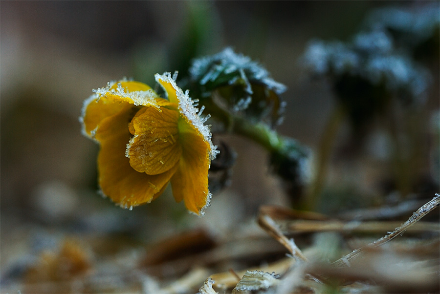 Иней серебристый, словно мишура, весело искрится с самого утра