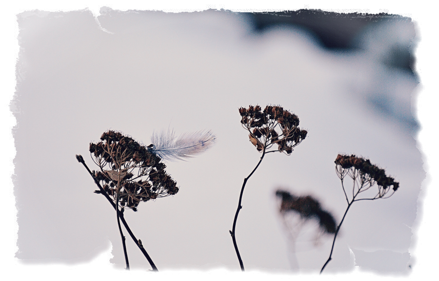 Птицы белые мои, к солнцу улетели...