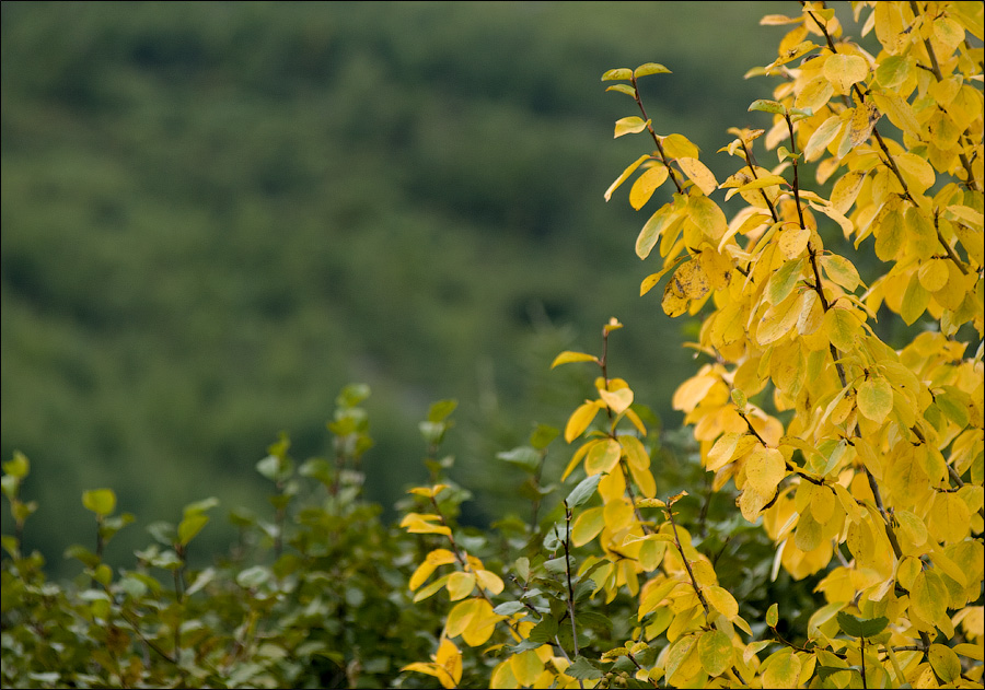 ..цвета сентября