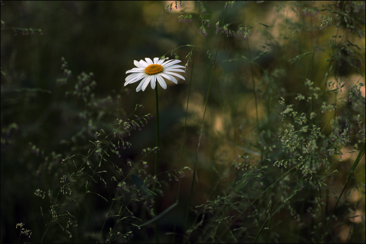 Ромашка в колосках