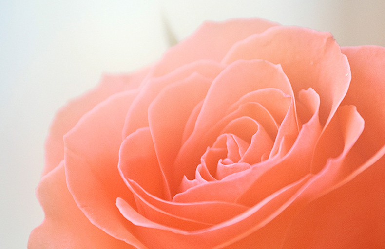 Розовая нежность