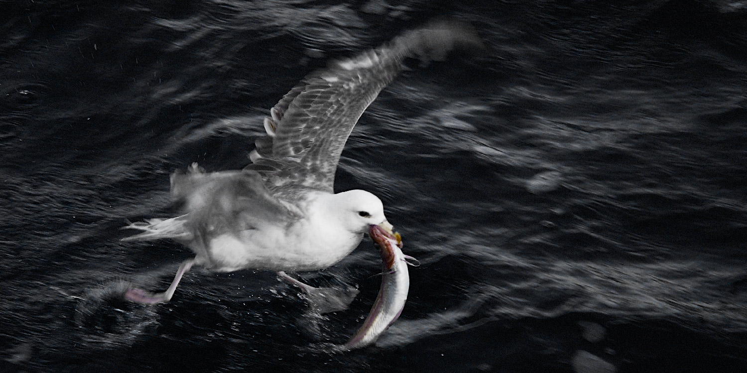 Ласты-крылья-тикАем!