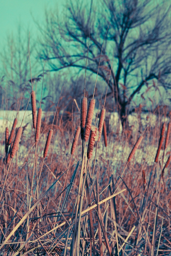 Сказочный камыш