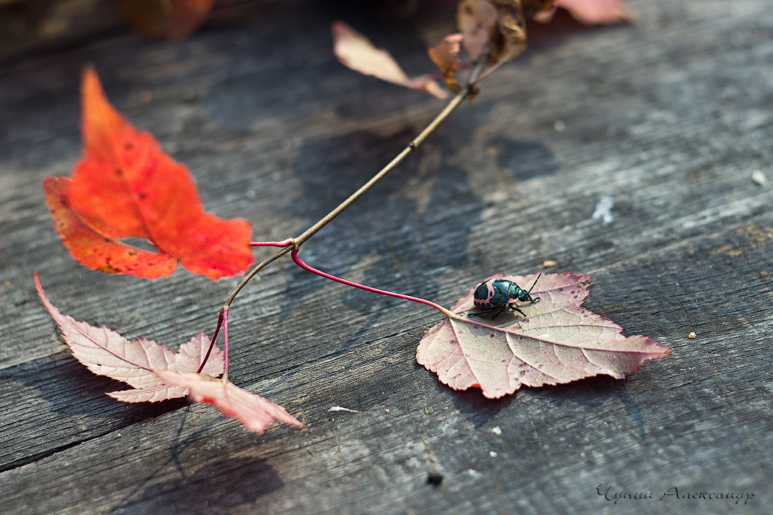 Осенний камуфляж
