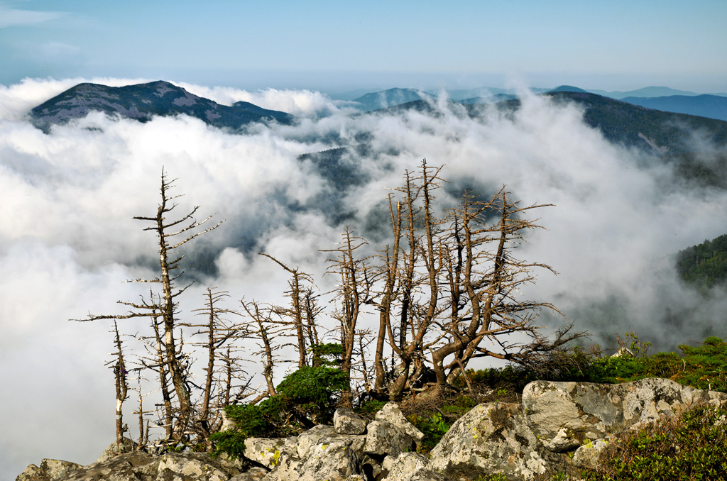 "Игры тумана"