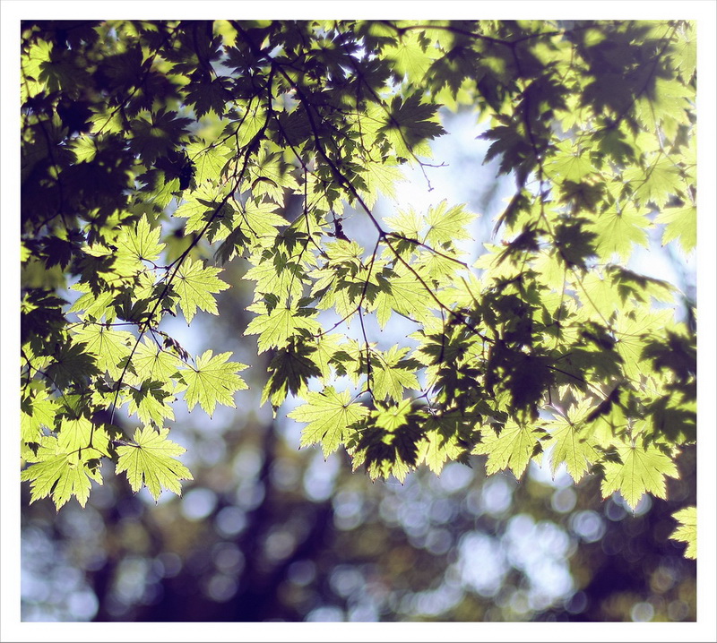 Прозрачная раняя Осень