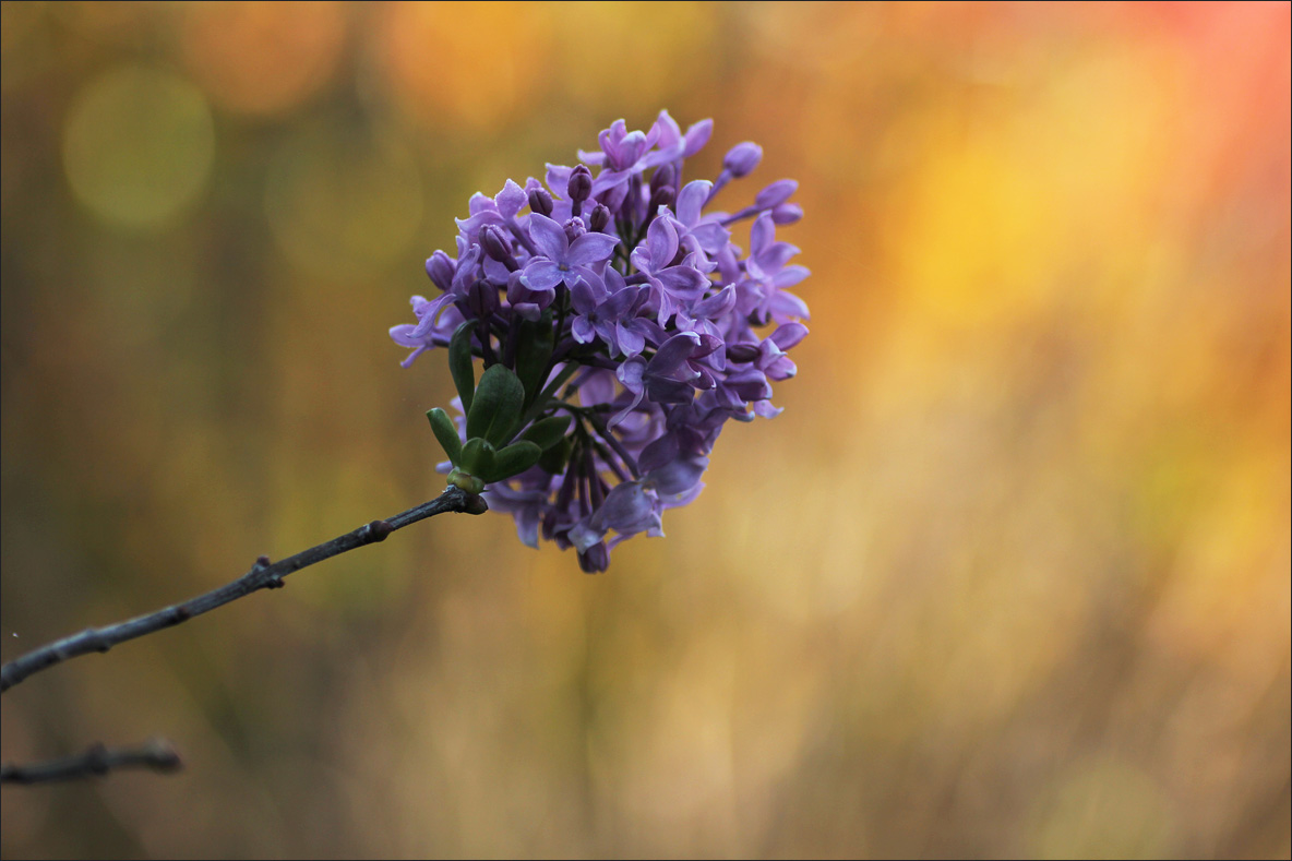 Сирень в октябре