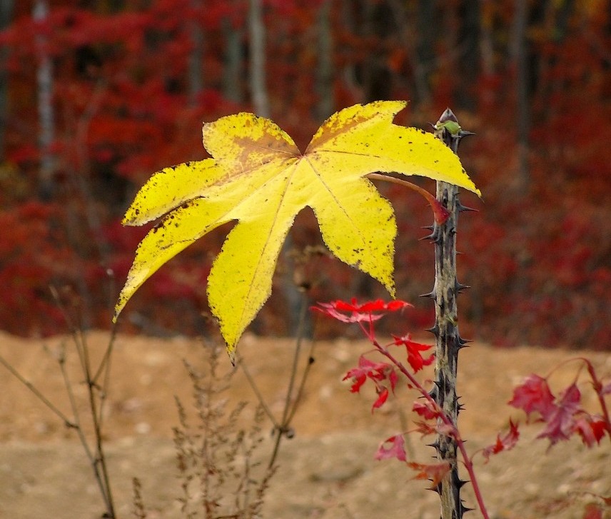 Диморфант (реликтовое растение Приморье)