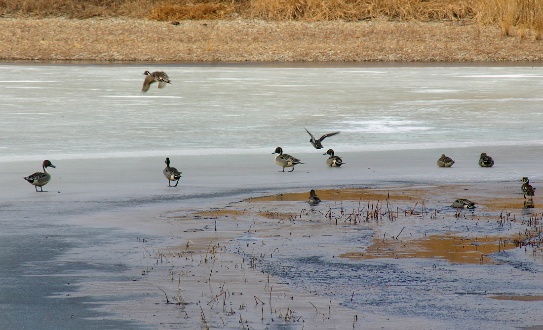 Шилохвости