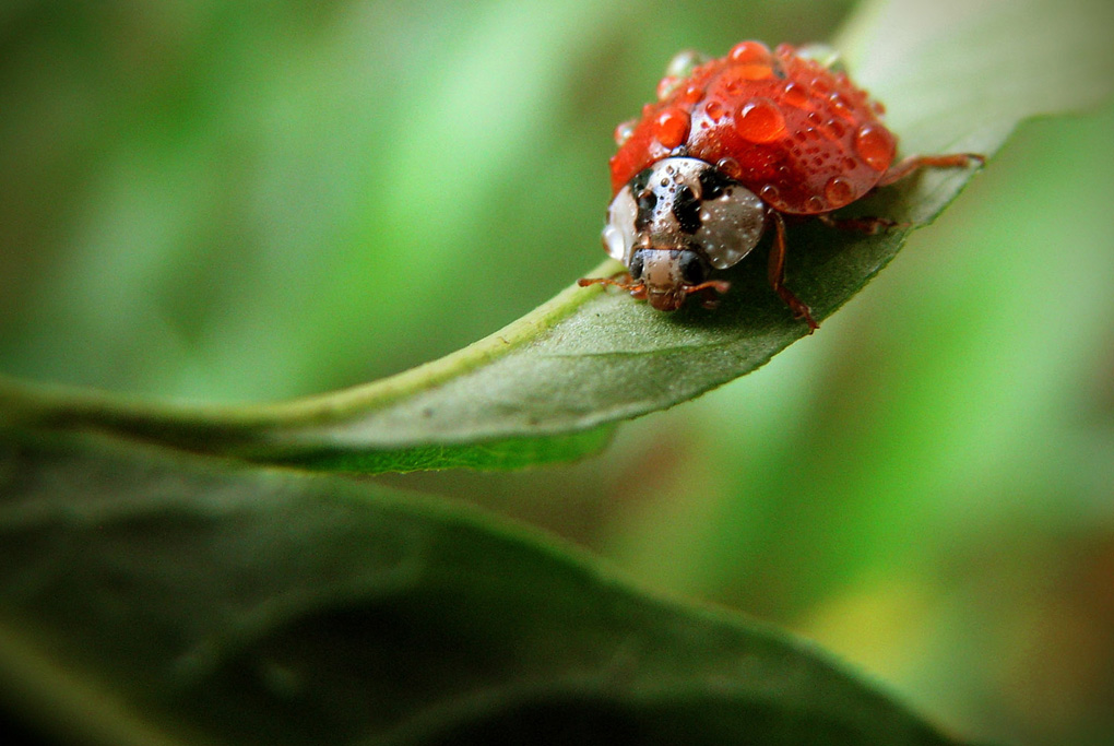 Чуть не промокла