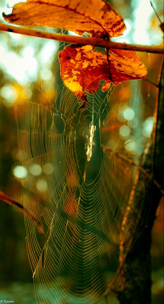 Дыхание осеннего утра...