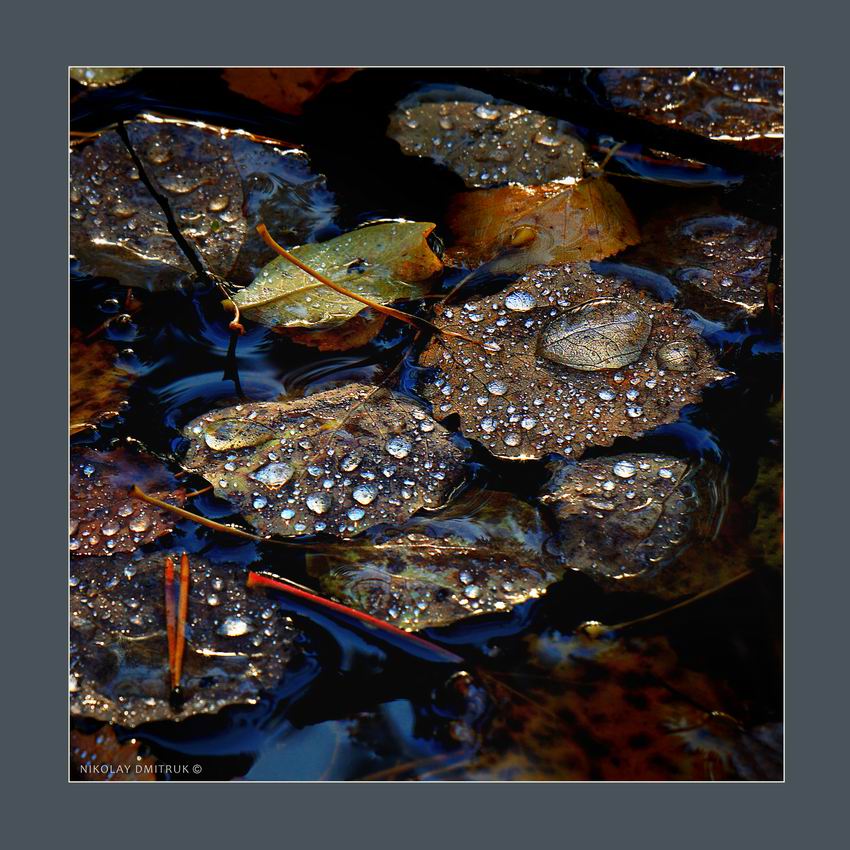 листья октября. 2018