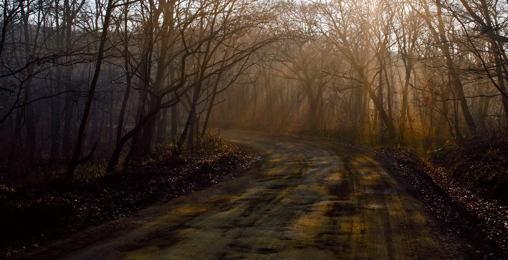 В сказочном лесу