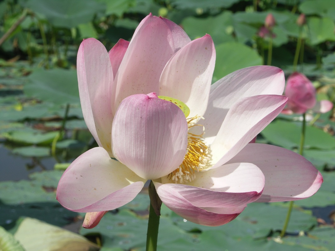 Цветет лотос