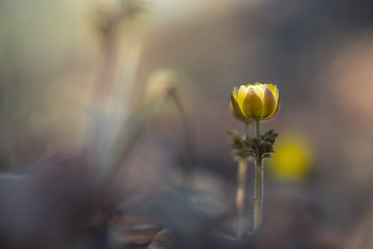 Пробуждение