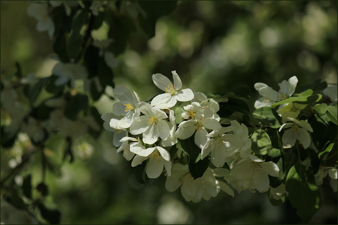 Яблонька цветет