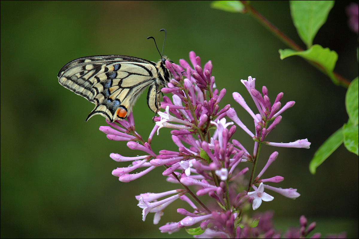 Махаон (Papilio machaon)