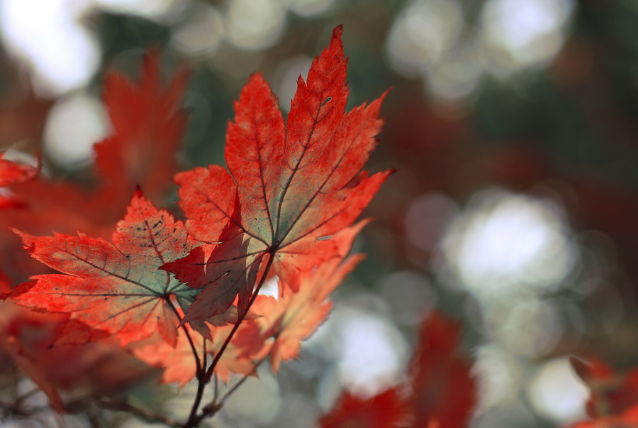 Осенняя акварель