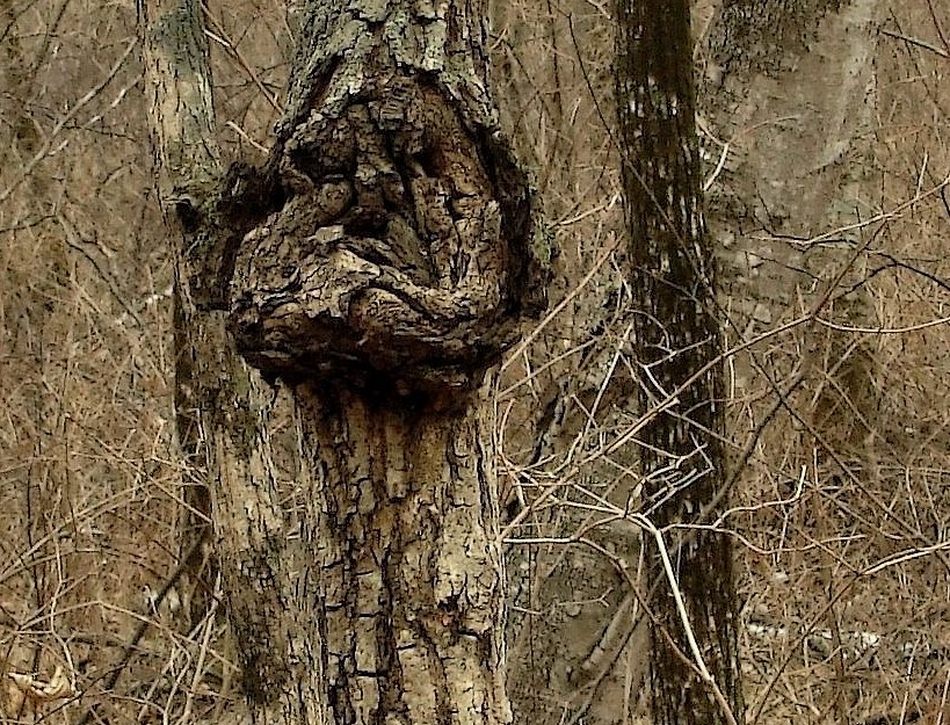 Лица леса: хмурое