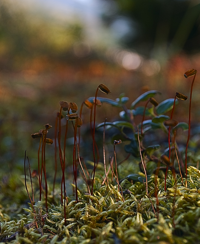Стебель жизни очень тонок, не губи его шаля…