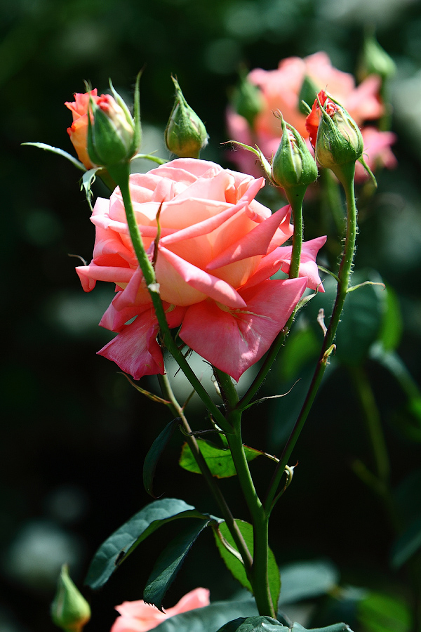 Просто, РОЗА