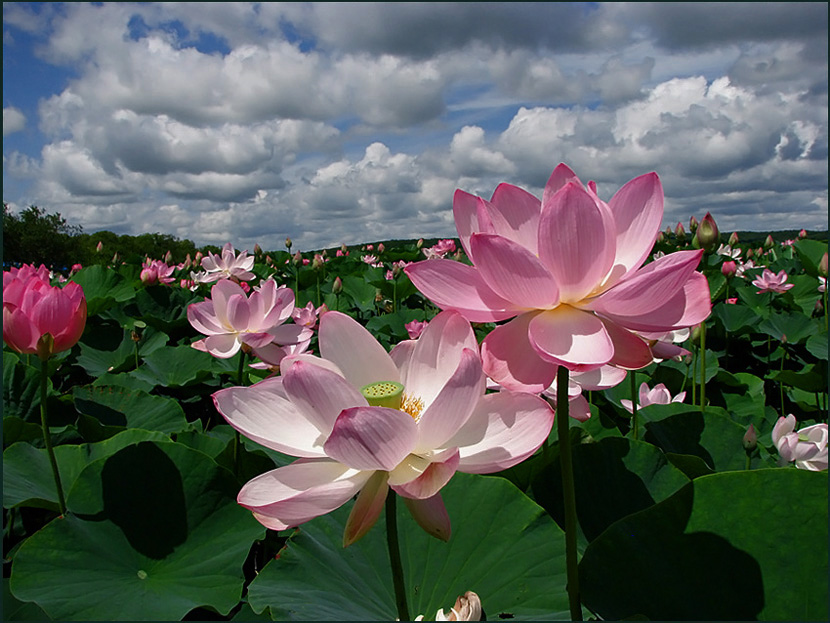 долина лотосов