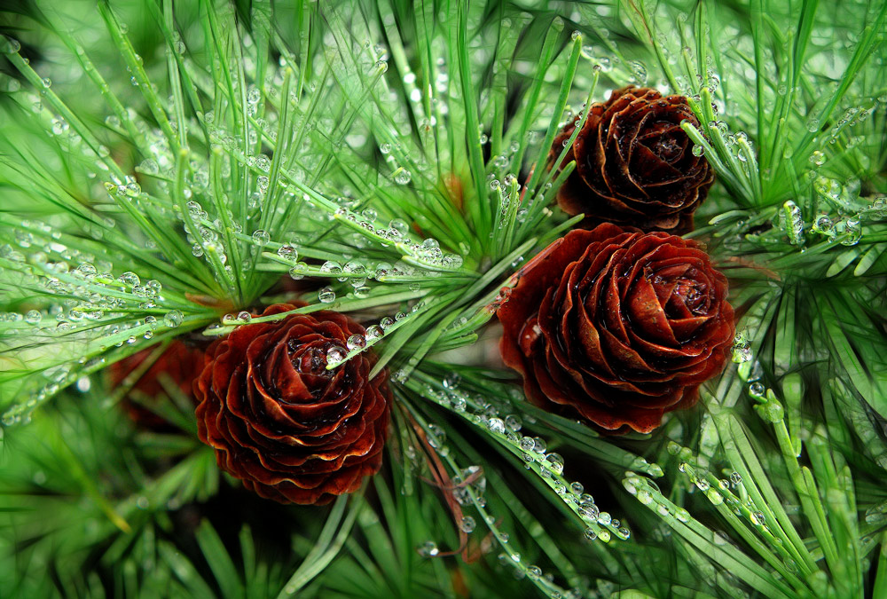 Росисто-кружевная