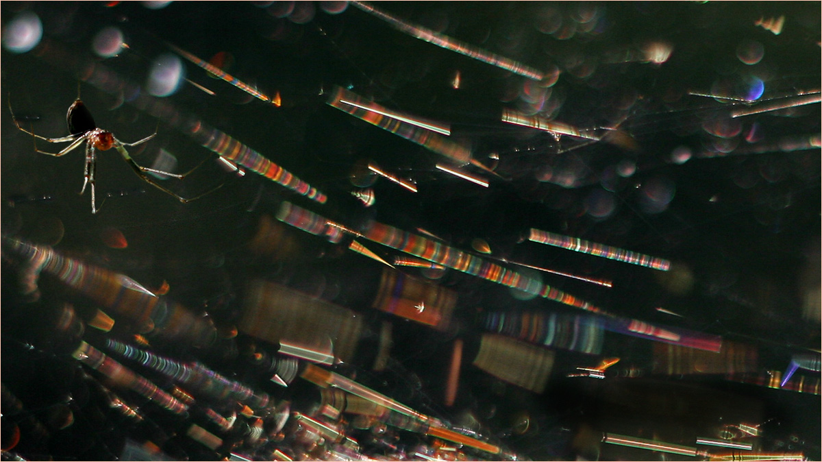 Ловец радуги