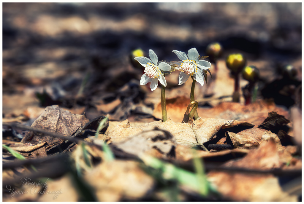 Вместе веселее