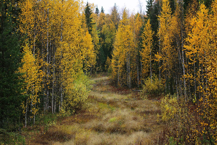 Забытые дороги