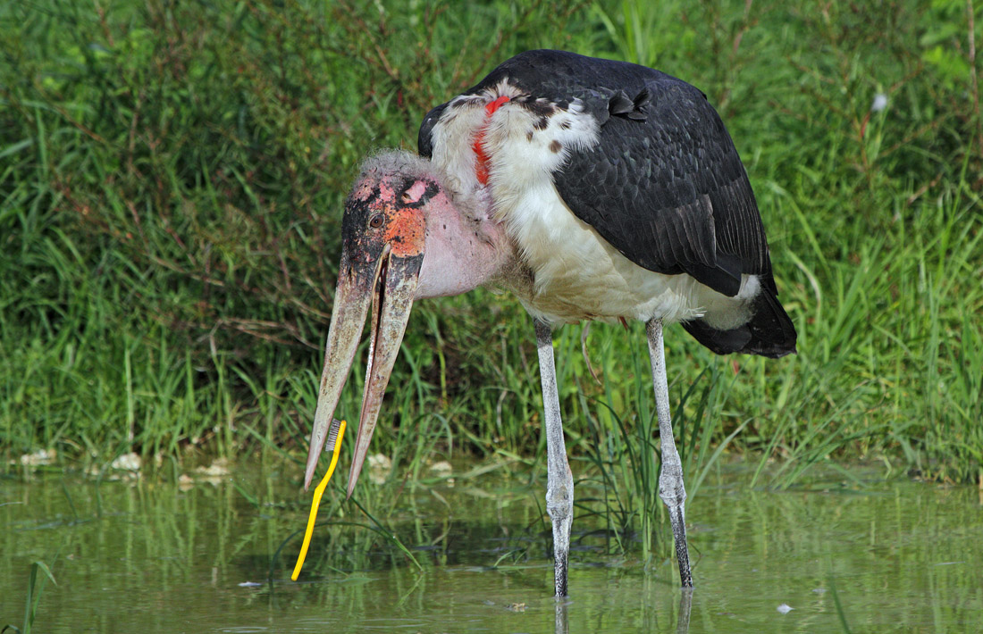 Гигиена прежде всего