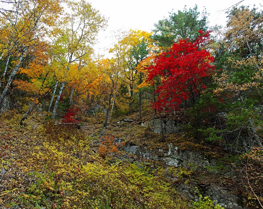Красный клён на спуске в каньон