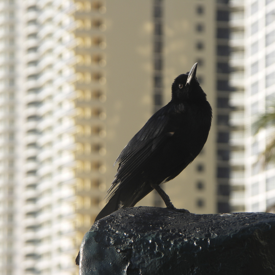 Ничего себе гнездо!