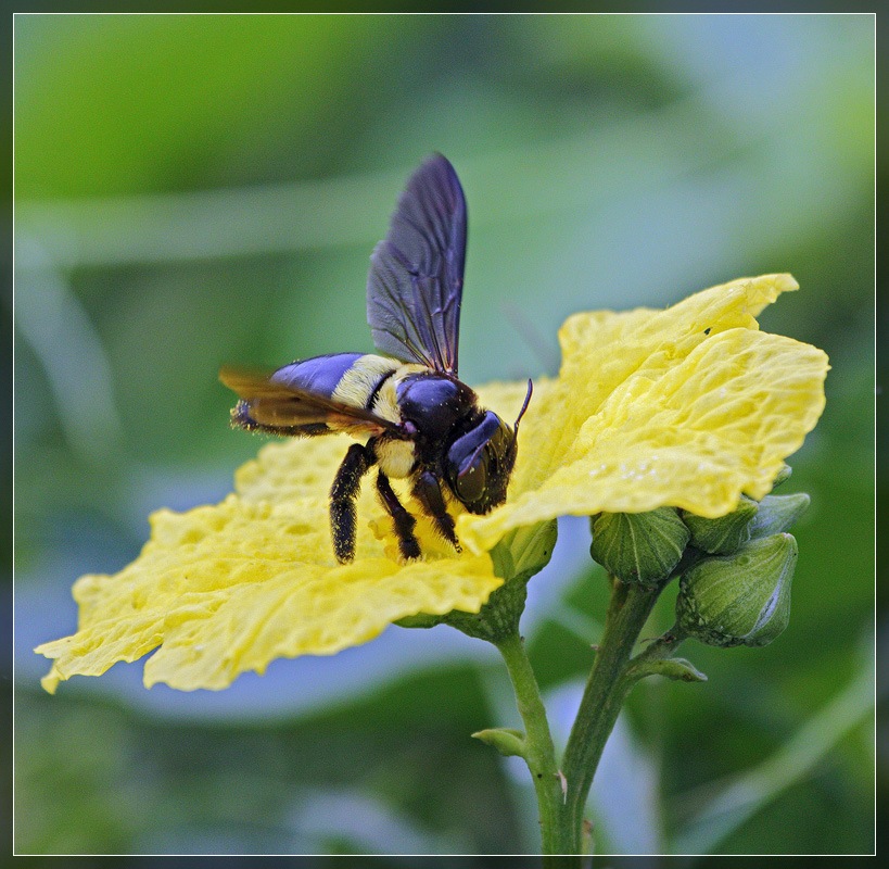 Неправильные пчёлы