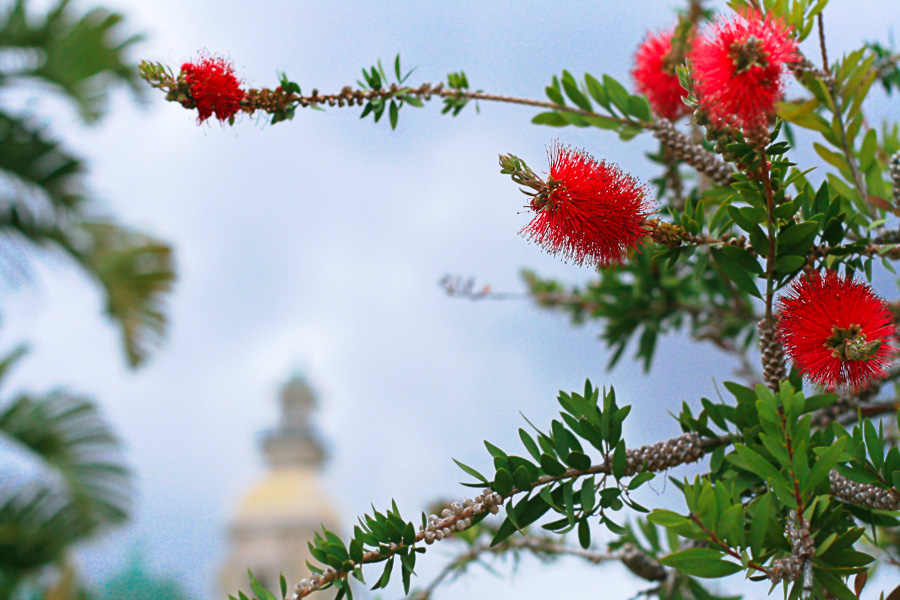 Цветы заморские