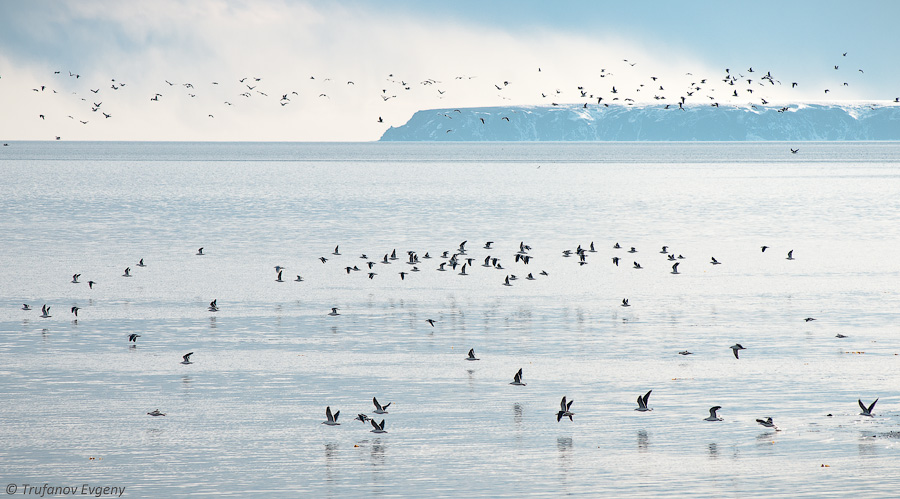 ..дальние края