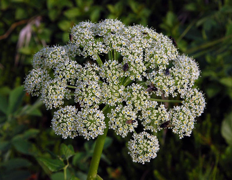 По следам Лаперуза. Мыс Сюркум (7)