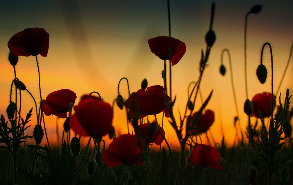 Маковый закат