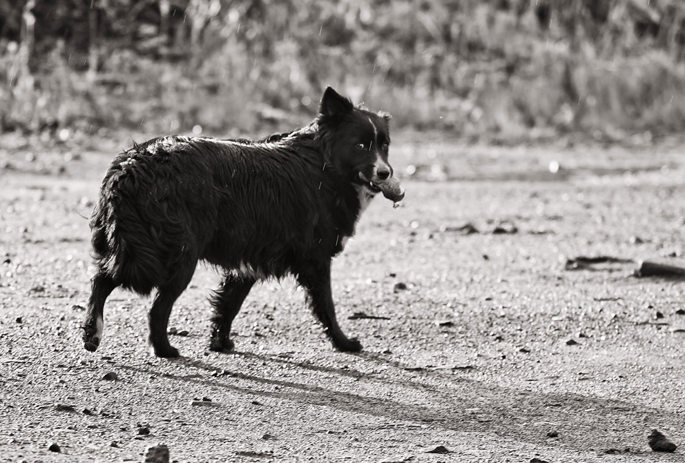 Хвать и бежать