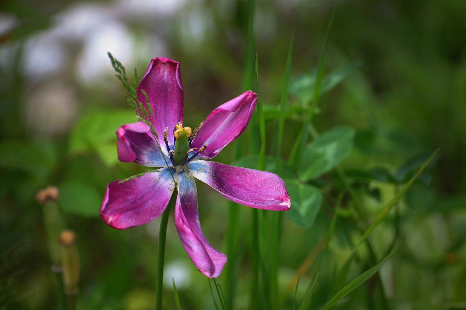 Арт-тюльпан