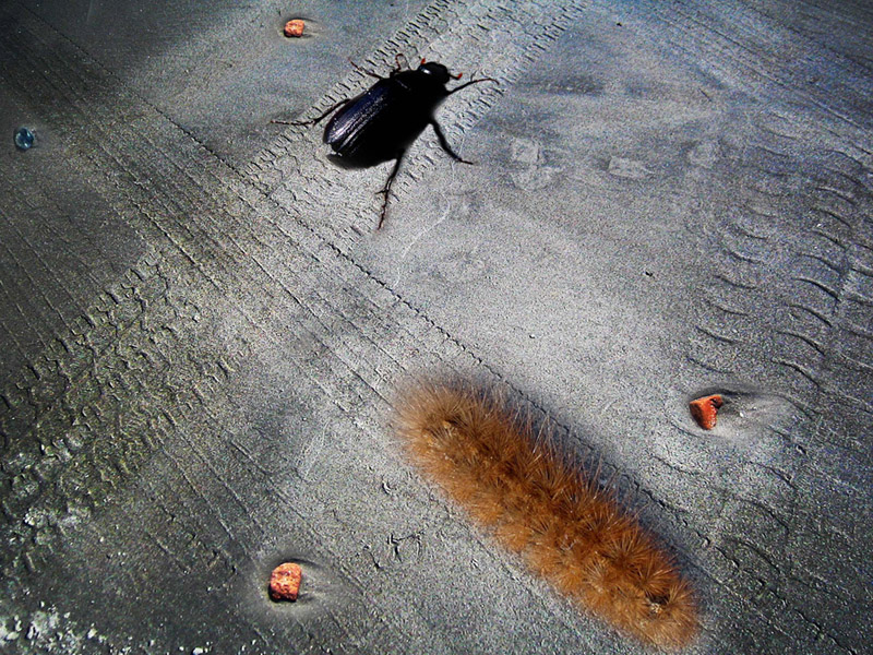 Коллаж "Лето"