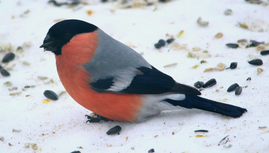 долгожданный гость 2