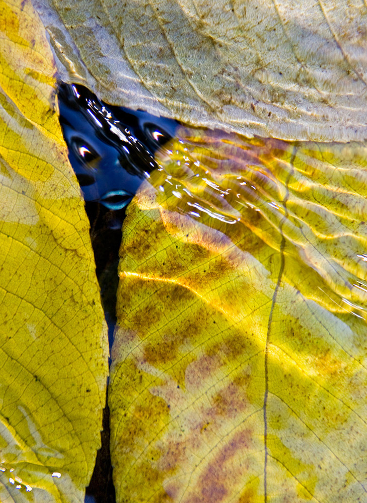 осеннее нечто